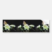 Olive hairstreak butterfly on Mountain mint Bumper Stickers