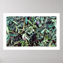 Olives from the Mt. of Olives poster