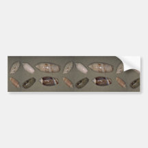 Olives Shell Bumper Sticker