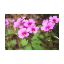 On My Doorstep Canvas Print