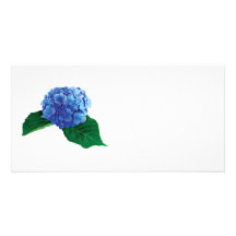 One Blue Hydrangea Photo Cards