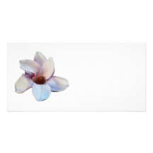 One Magnolia Blossom Photo Cards