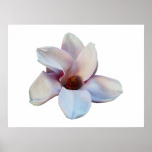One Magnolia Blossom Print