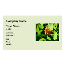 One Orange Nasturtium Business Cards