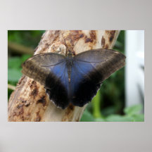 Open Winged Owl Butterfly Poster