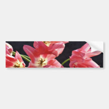 Opened Pink Tulips W/ White Throats flowers Bumper Stickers