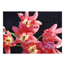 Opened Pink Tulips W/ White Throats flowers Announcement