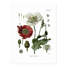 Opium poppy postcard