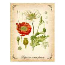 Opium poppy - vintage illustration postcard