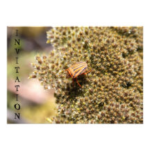 Orange and Black Beetle Invitation