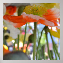 Orange and White Poppy Flower Poster