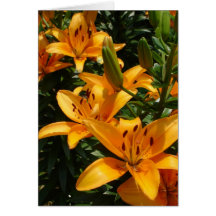 Orange Asiatic Lilies Cards