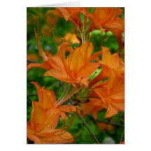 Orange Azalea Card