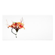Orange Azaleas Picture Card
