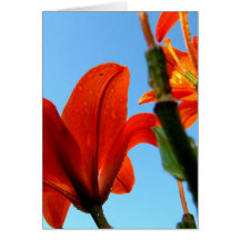 Orange Blossom Cards
