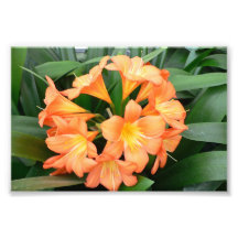 Orange Bush Lily Flower or Natal Lily Art Photo