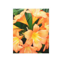Orange Bush Lily Flower or Natal Lily Stretched Canvas Print