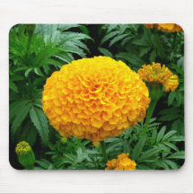 Orange Chrysanthemum Mousepads