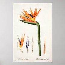 orange colour flowers,Pierre Joseph Redouté Posters