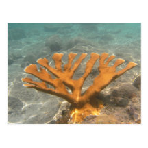 Orange Coral Postcard