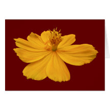 Orange Cosmos Coordinating Items Card