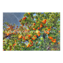 Orange County" Orange Trees. Photo Art