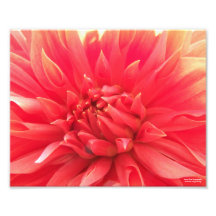 Orange Dahlia Print Photo