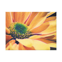 Orange Daisy Canvas Print