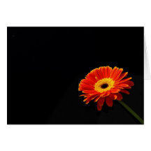 orange daisy card