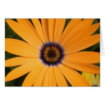 Orange Daisy Greeting Card