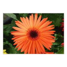 Orange Daisy Photograph