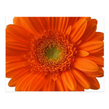Orange Daisy Postcard