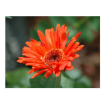 Orange Daisy Postcard