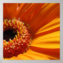 Orange Daisy Posters
