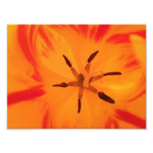 Orange Flower 2 Photo