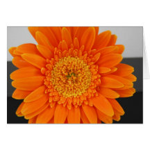 Orange Flower Cards
