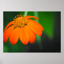Orange Flower Framable Poster