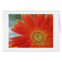 Orange Gerbera Cards