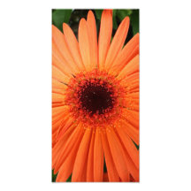 orange gerbera daisy (2 of 3) photographic print