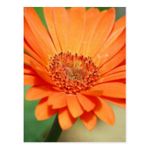 Orange Gerbera Daisy Postcards