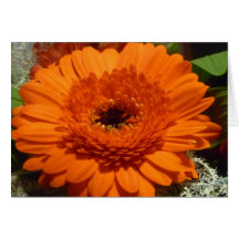 Orange Gerbera Karte