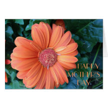 Orange Gerbera, Mother's Day Greeting Card