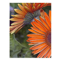 Orange Gerbera Postcard