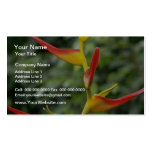 Orange Haliconia latispathia flowers Business Cards