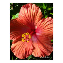 "Orange Hibiscus" Notes & Stamps Postcards