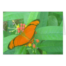 Orange Julia Tropical Butterfly Card