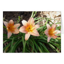 Orange Lilies Card