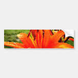 Orange Lily Bumper Sticker