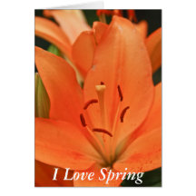 Orange Lily Card
