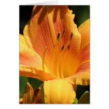 Orange Lily Greeting Card